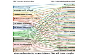 EOV EBV Fig